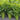Compost Tea Plant Food - 100% Organic Fertilizer - for Indoors, Outdoors, in Pots, Grow Beds, Soil, Hydroponics & Aquaponics