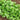 Cilantro Organic Seeds - Heirloom, Open Pollinated, Non GMO - Grow Indoors, Outdoors, in Pots, Grow Beds, Soil, Hydroponics & Aquaponics