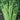 Celery Organic Seeds - Heirloom, Open Pollinated, Non GMO - Grow Indoors, Outdoors, in Pots, Grow Beds, Soil, Hydroponics & Aquaponics