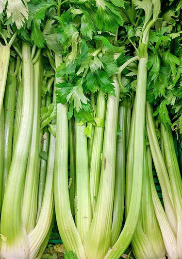 Celery Organic Seeds - Heirloom, Open Pollinated, Non GMO - Grow Indoors, Outdoors, in Pots, Grow Beds, Soil, Hydroponics & Aquaponics