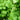 Cilantro Organic Seeds - Heirloom, Open Pollinated, Non GMO - Grow Indoors, Outdoors, in Pots, Grow Beds, Soil, Hydroponics & Aquaponics