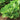 Parris Island Lettuce Organic Seeds - Heirloom, Open Pollinated, Non GMO - Grow Indoor, Outdoor, in Grow Beds, Soil, Hydroponics & Aquaponic