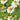 German Chamomile Organic Seeds - Heirloom, Open Pollinated, Non GMO - Grow Indoors, Outdoors, in Pots, Grow Beds, Hydroponics & Aquaponics