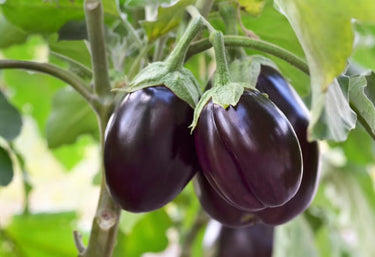 Eggplant Organic Seeds - Heirloom, Open Pollinated, Non GMO - Grow Indoors, Outdoors, in Pots, Grow Beds, Soil, Hydroponics & Aquaponics