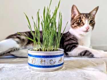Organic Cat Grass Growing Kit | Healthy Treat | Pet Grass | Organic Wheatgrass - Blue Celestial Design