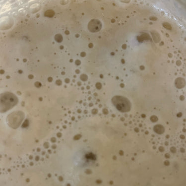1000 Years Old Italy Sourdough Starter
