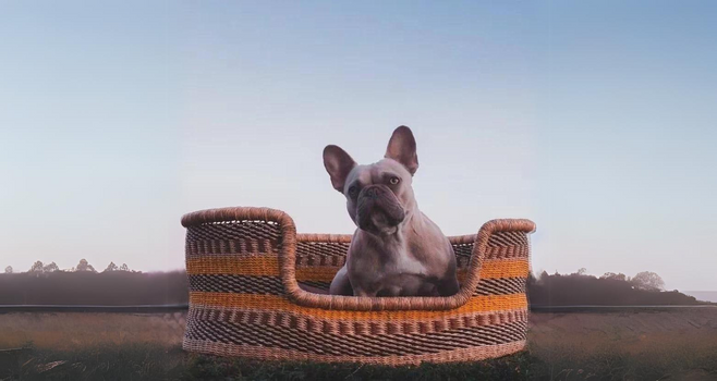 DOGS