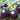 Helsing Junction Blue Tomato Seeds | Organic