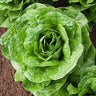 Parris Island Lettuce Organic Seeds - Heirloom, Open Pollinated, Non GMO - Grow Indoor, Outdoor, in Grow Beds, Soil, Hydroponics & Aquaponic