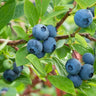 Blueberry Organic Seeds - Heirloom, Open Pollinated, Non GMO - Grow Indoors, Outdoors, in Pots, Grow Beds, Soil, Hydroponics & Aquaponics
