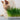 Organic Catgrass Plant (Avena Sativa) Seeds
