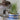 Organic Cat Grass Growing Kit | Healthy Treat | Pet Grass | Organic Wheatgrass - Blue Celestial Design