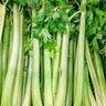 Celery Organic Seeds - Heirloom, Open Pollinated, Non GMO - Grow Indoors, Outdoors, in Pots, Grow Beds, Soil, Hydroponics & Aquaponics