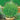 Organic Catgrass Plant (Avena Sativa) Seeds