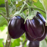 Eggplant Organic Seeds - Heirloom, Open Pollinated, Non GMO - Grow Indoors, Outdoors, in Pots, Grow Beds, Soil, Hydroponics & Aquaponics