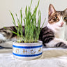 Organic Cat Grass Growing Kit | Healthy Treat | Pet Grass | Organic Wheatgrass - Blue Celestial Design