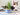 Organic Cat Grass Growing Kit | Healthy Treat | Pet Grass | Organic Wheatgrass - Blue Celestial Design